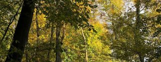foret©PerineC_